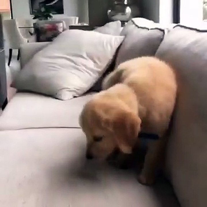 Ce petit golden est très beau. Admirez le !