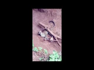 Download Video: Leopard cub trapped in hunter’s snare, rescue operations underway