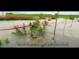 Paddy fields inundated in Krishna district in Andhra Pradesh