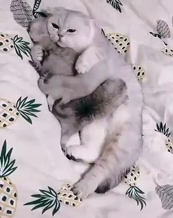 Cette chatte et ses petits vont vous donner des frissons. Trop mimi !