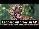 WATCH | Leopard on prowl in Andhra Pradesh village captured finally