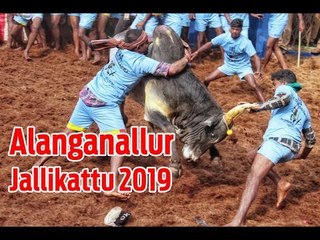 WATCH | Jallikattu conducted in Madurai's Alanganallur