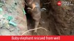 One year old baby elephant rescued from well in Kerala