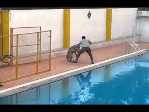 Leopard enters Bengaluru school