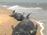 Close-up shots of whales washed ashore Tamil Nadu