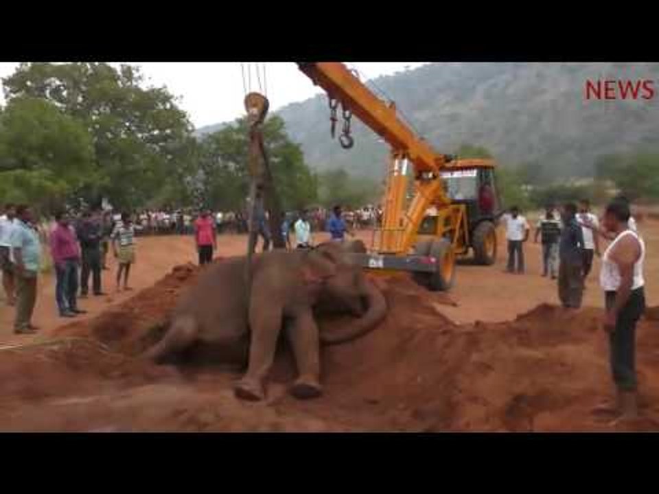 Ailing elephant collapses in Coimbatore’s Periya Thadagam, rescued by forest officials