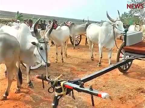 Rekla enthusiasts defy SC order: 50 vehicles race to the finish in Coimbatore