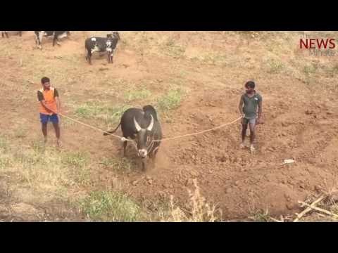 A ferocious bull at Velliangiri Gaushala near Coimbatore