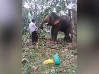 Kerala man tries ‘Baahubali’ stunt, gets punched in the gut by elephant