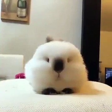 Ce lapineau est très poilue et mignon. Vous ne pourrez pas vous arrêter de le regarder !