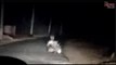 Video of leopard and porcupine spotted near Mysuru goes viral, sparks panic in city