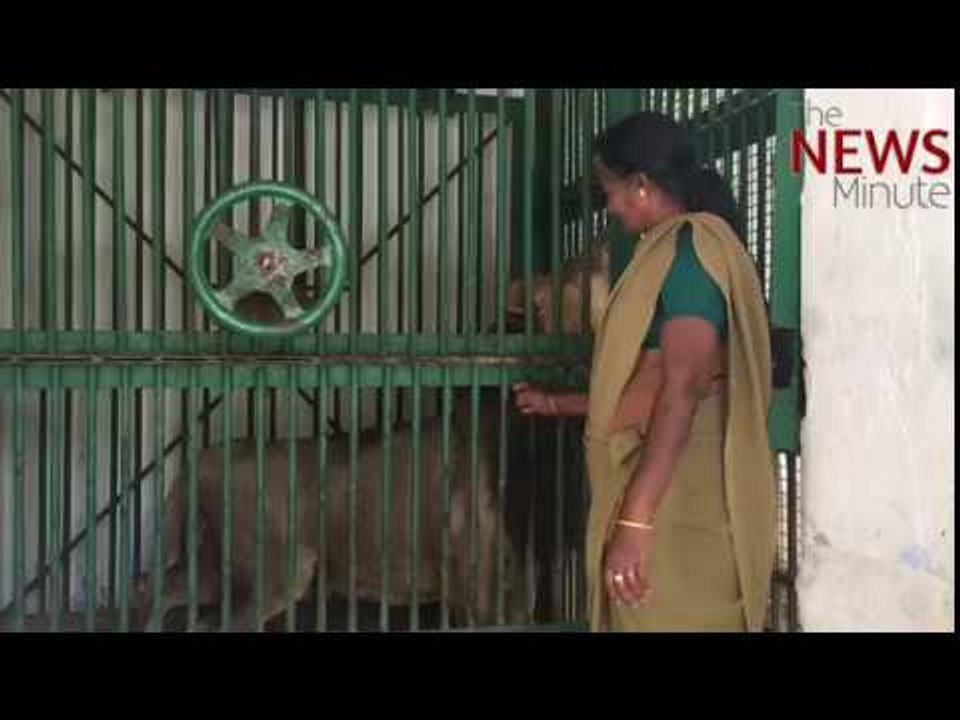 Growling with tigers, laughing with hyenas: Meet the women caretakers of TN zoo