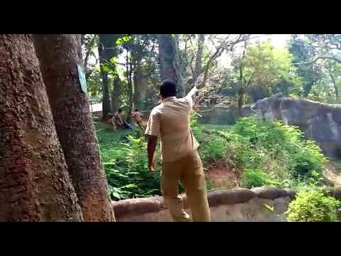 Man jumps into lion enclosure in Thiruvananthapuram zoo, rescued