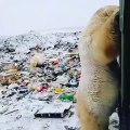 Des ours polaires envahissent une ville russe pour trouver à manger. Regardez !