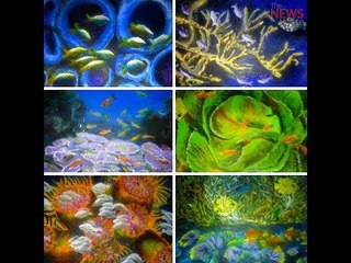 Deep dive for environment: Meet the TN woman who paints corals to help save them