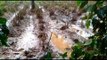 Farmlands destroyed in Wayanad due to Kerala floods