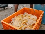 Treasure trove in the sea: Fisherfolk in Andhra find a livelihood in jellyfish