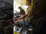 Monkey business: Karnataka driver suspended for letting langoor steer bus