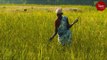 How farmers in a taluk in Tamil Nadu are bringing back organic farming