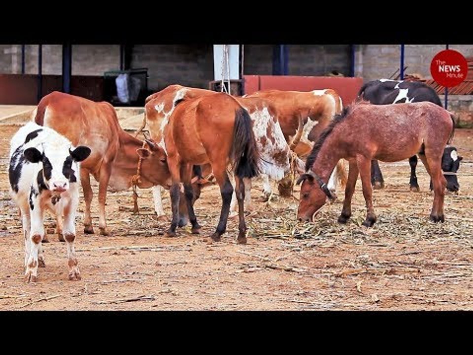 A second chance: These abandoned animals get a shot at a better life