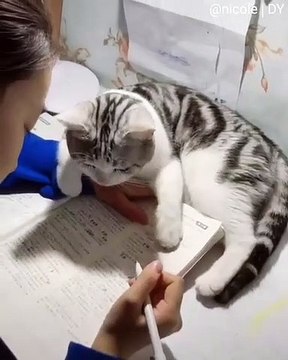 Cette chatte ne laisse jamais sa maman faire ses exercices. Trop drôle !