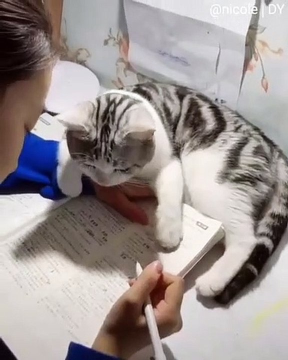 Cette chatte ne laisse jamais sa maman faire ses exercices. Trop drôle !