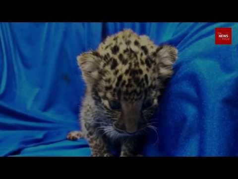 Watch: Month-old leopard cub rescued at Chennai airport by customs