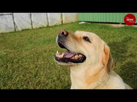 Trauma and heartbreak: What happens to abandoned dogs in Bengaluru