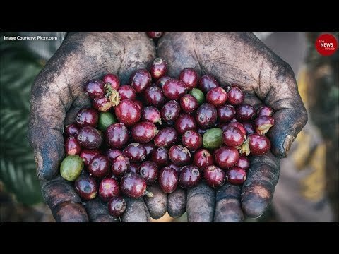Araku’s coffee is world-famous, but why are its farmers still struggling?