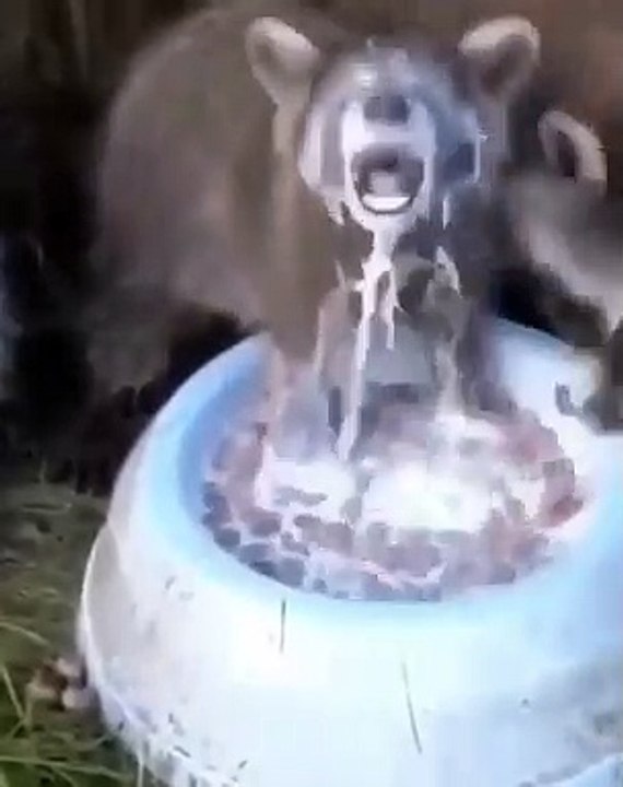 Quand deux furets se battent pour un bol de lait. Hilarant !