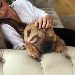 Un sharpei qui apprécie beaucoup son massage détente. Trop cute !