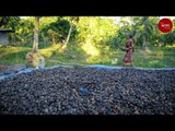 How women in Andamans help the arecanut industry in the islands