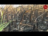 Stubble burning: An agricultural menace that has travelled to Kerala's rice bowl