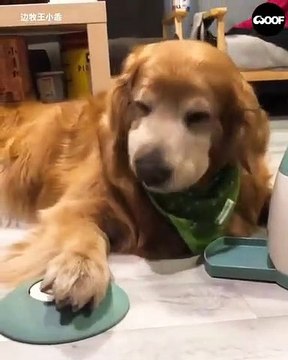 Cette chienne est très intelligente. Admirez ce qu'elle fait !