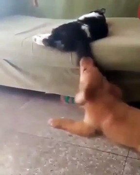 Ce chien ne peut pas s’empêcher d’embêter une chatte endormie. Trop drôle !