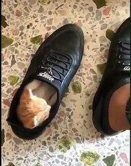 Le minou a trouvé l'endroit parfait pour pouvoir suivre son papa partout !