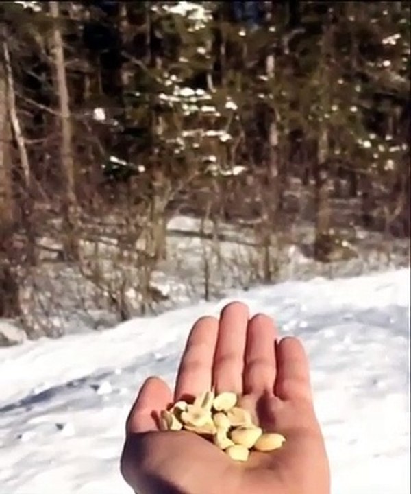 Époustouflant ! Regardez ce que provoque une main remplie d'arachide dans une foret Canadienne