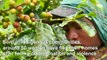 Indigenous trans women find solace in Colombian coffee fields