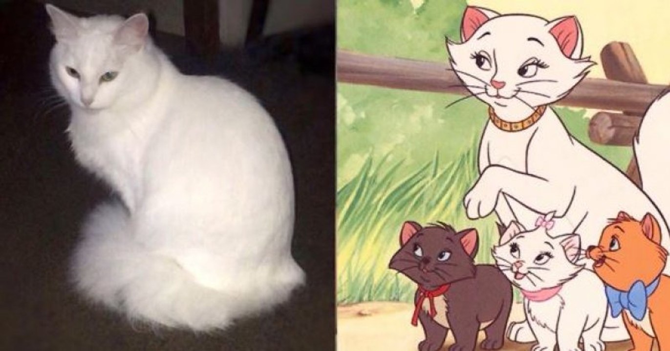 Ils appellent leur chat « Duchesse » qui donne naissance aux mêmes petits chatons Aristochats !