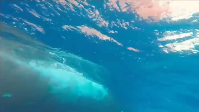 Greenpeace denuncia a un pesquero español por pescar tiburones en aguas del Atlántico