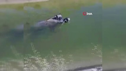 Su kanalına düşen yaban domuzunu iş makinesiyle kurtardılar
