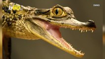 Ancient Crocodiles ate Veggies!