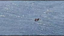 Denizde sürüklenen dalgıç feribottan atılan can simidiyle kurtarıldı - ÇANAKKALE