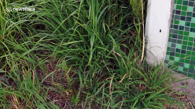 Strange case of hundreds of mice leaping to their deaths like lemmings in Dutch village