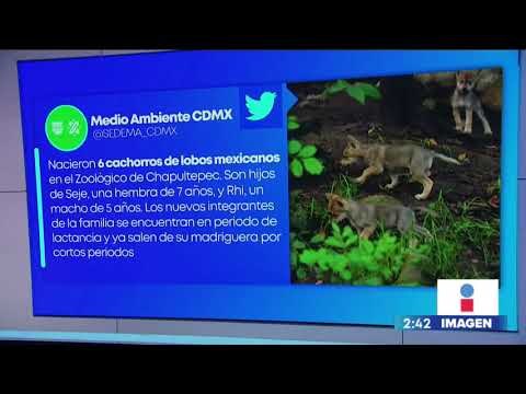 Nacen seis lobos mexicanos en Zoológico de Chapultepec | Noticias con Yuriria Sierra