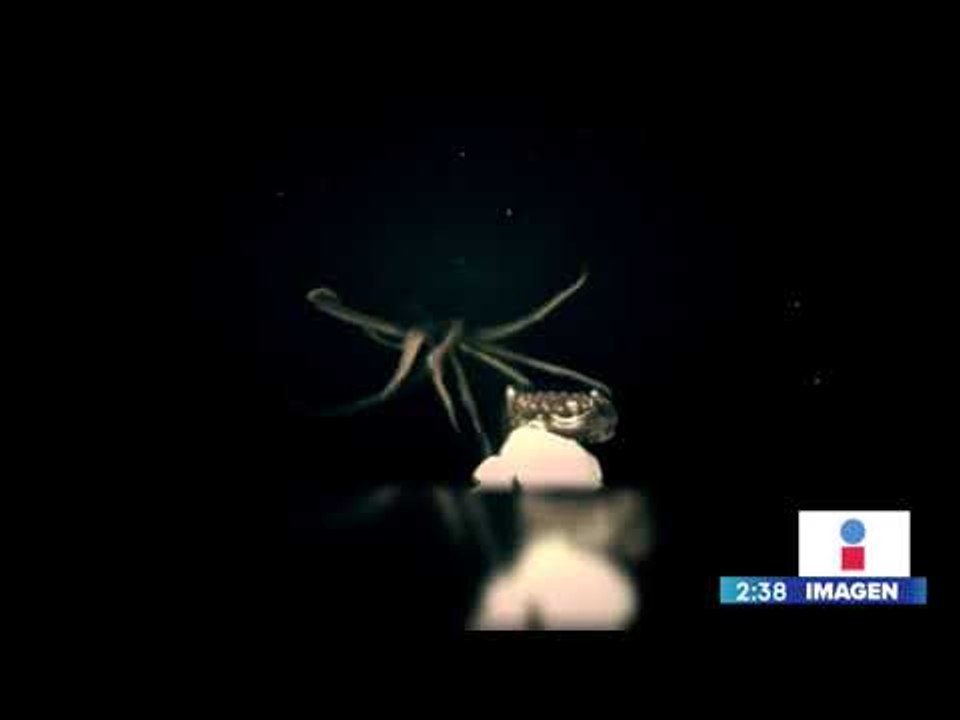 Graban por primera vez a un calamar gigante en el Golfo de México | Noticias con Yuriria Sierra