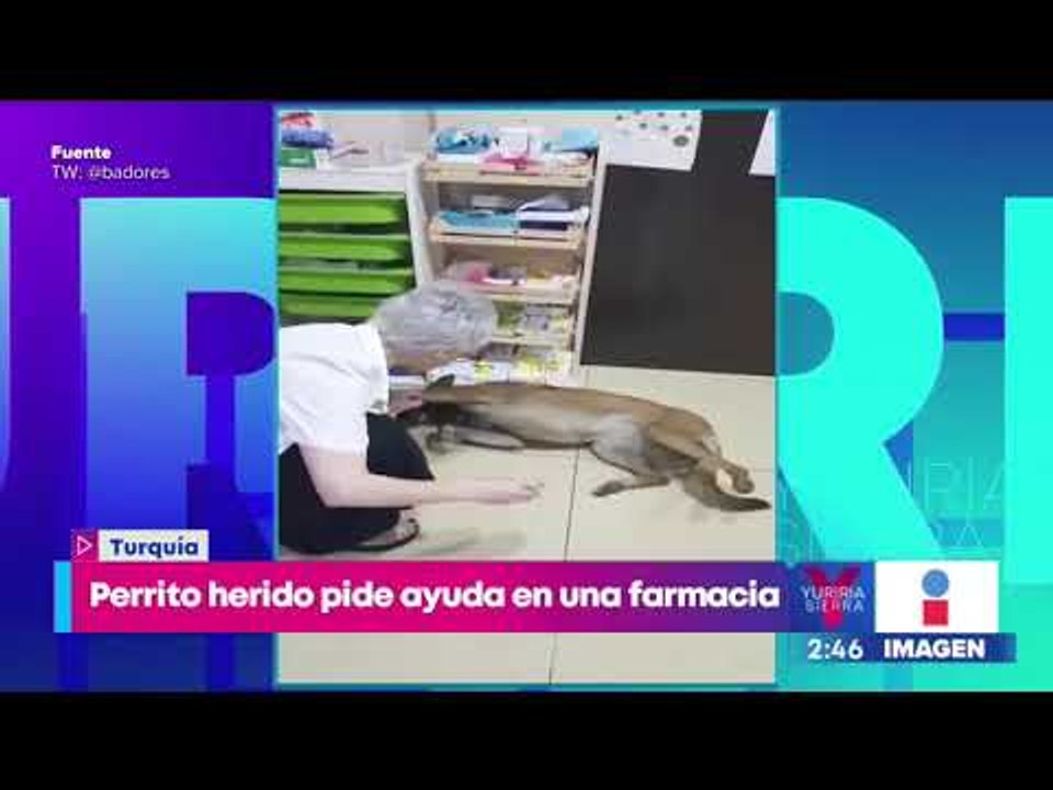 Perrito herido pide ayuda en una farmacia para curar su patita lastimada | Noticias con Yuriria