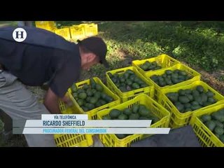 Aguacate está hasta en 74.90 pesos, pero bajará, augura Ricardo Sheffield, titular de la Profeco
