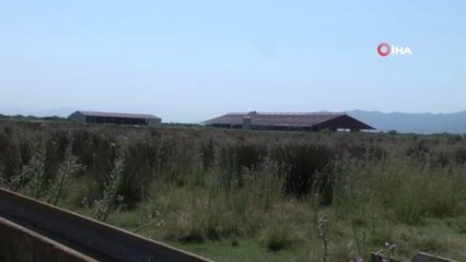 Aydın'da milyonluk dolandırıcılık iddiası