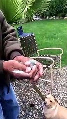 Il libère un oiseau mais tout ne se passe pas comme prévu